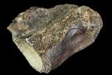 Fossil Reptile or Dinosaur Vertebrae - Judith River Formation #106829-1